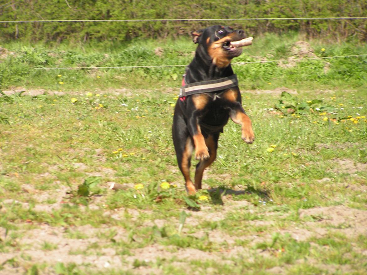 Blanding af racer Hunden ( rotte/cc ) - så glad kan man blive for en pind ;) billede 17