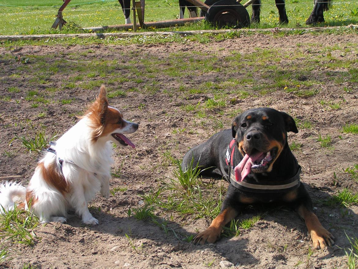 Blanding af racer Hunden ( rotte/cc ) - deltagerne i "længste-tunge-vm" billede 18