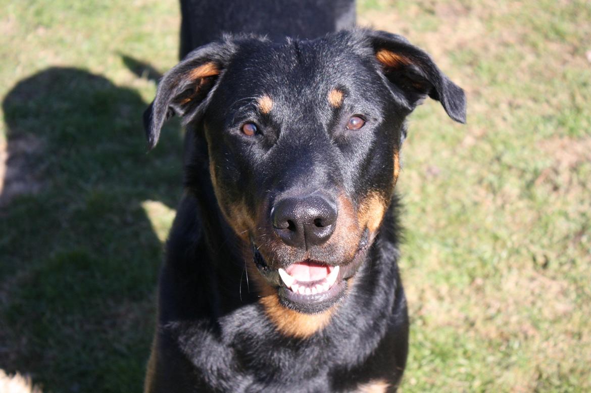 Beauceron Cosmo - 1 år 22/4-12 billede 2