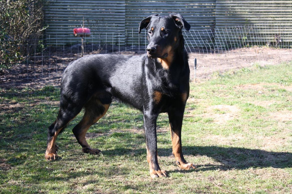 Beauceron Cosmo - 1 år 22/4-12 billede 3