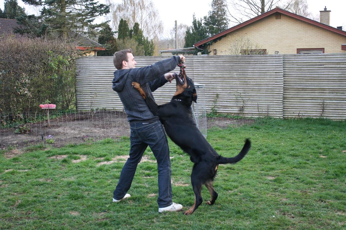 Beauceron Cosmo - 1 år 22/4-12 billede 4