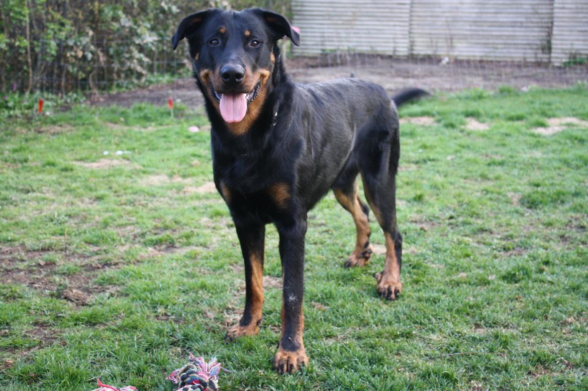Beauceron Cosmo - 1 år 22/4-12 billede 5