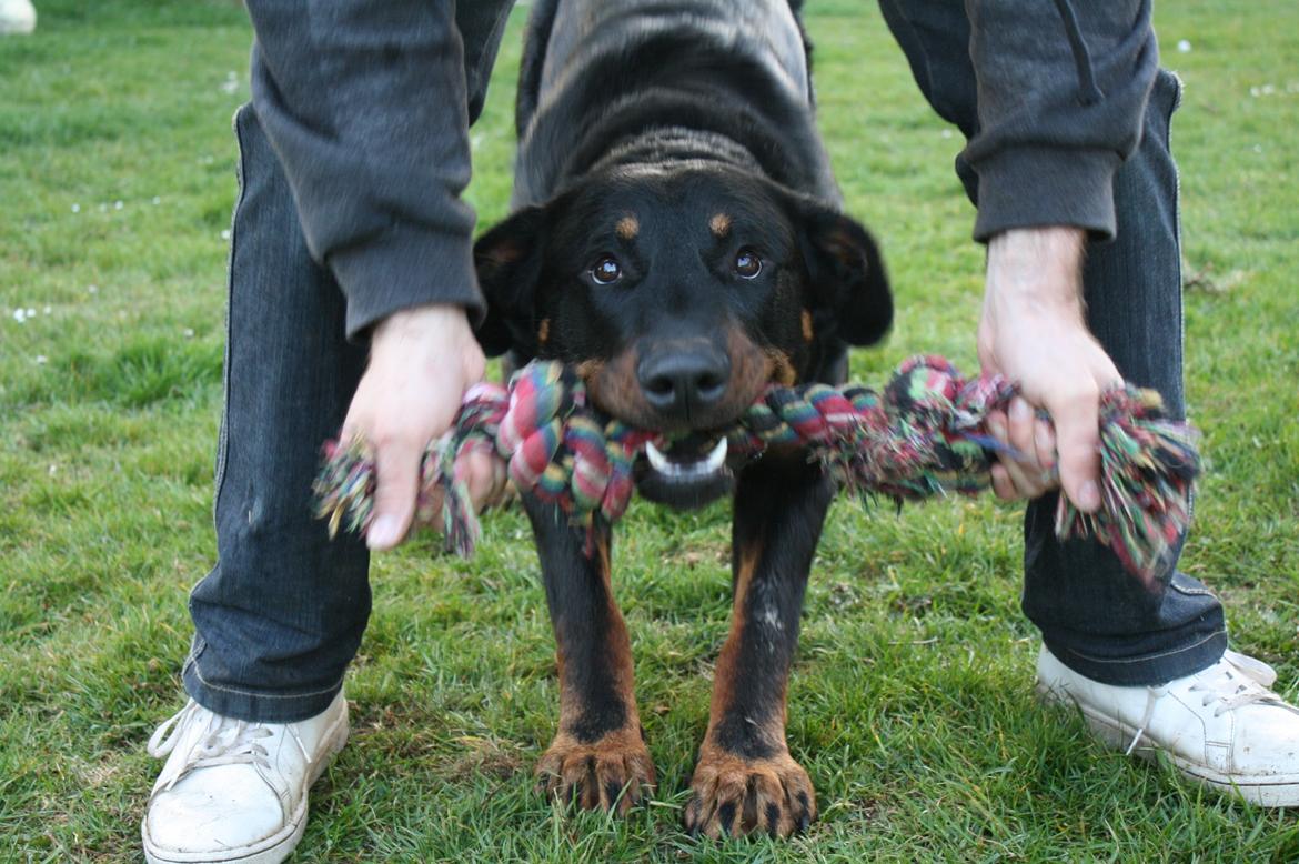 Beauceron Cosmo - 1 år 22/4-12 billede 6