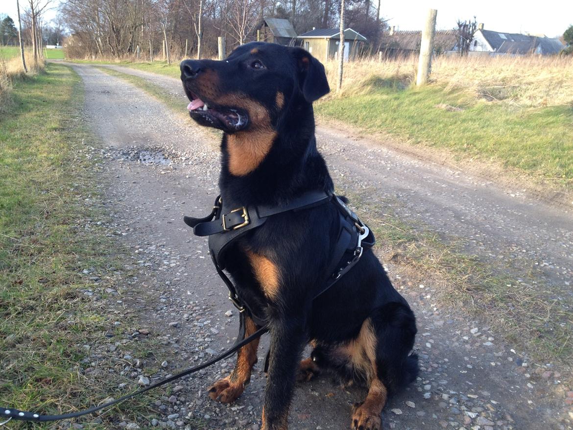 Beauceron Cosmo - 10 mdr ca. billede 7