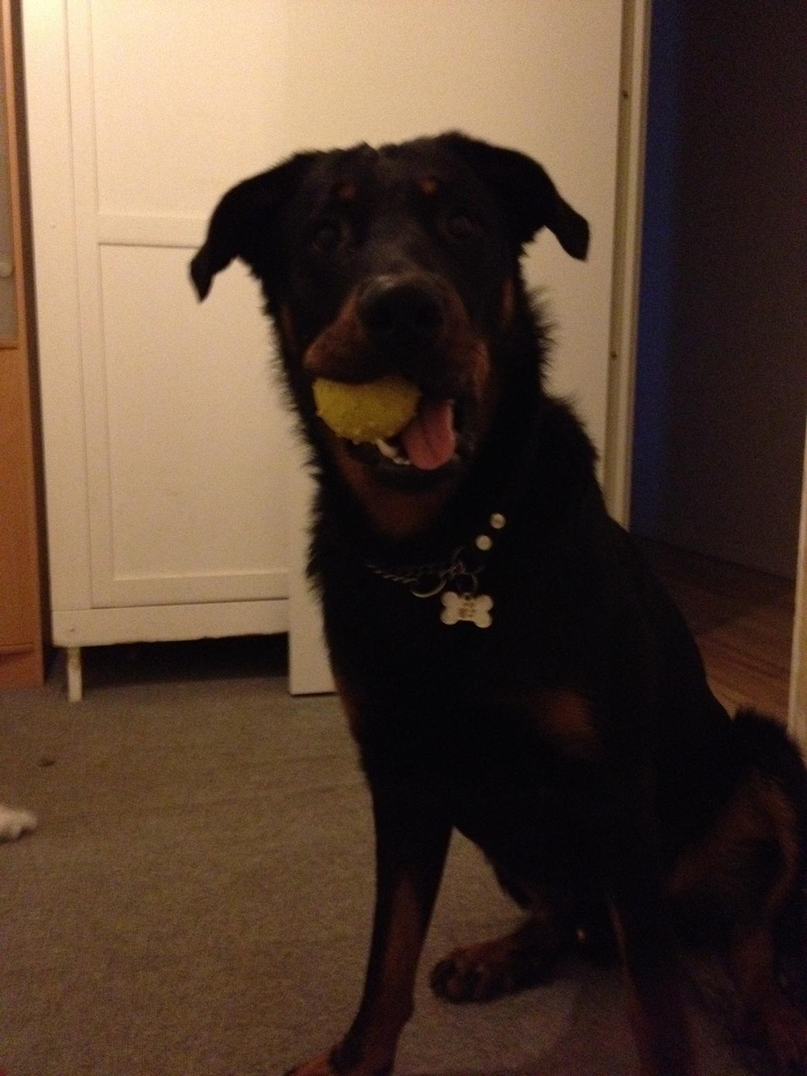 Beauceron Cosmo - Fræk og legesyg billede 8