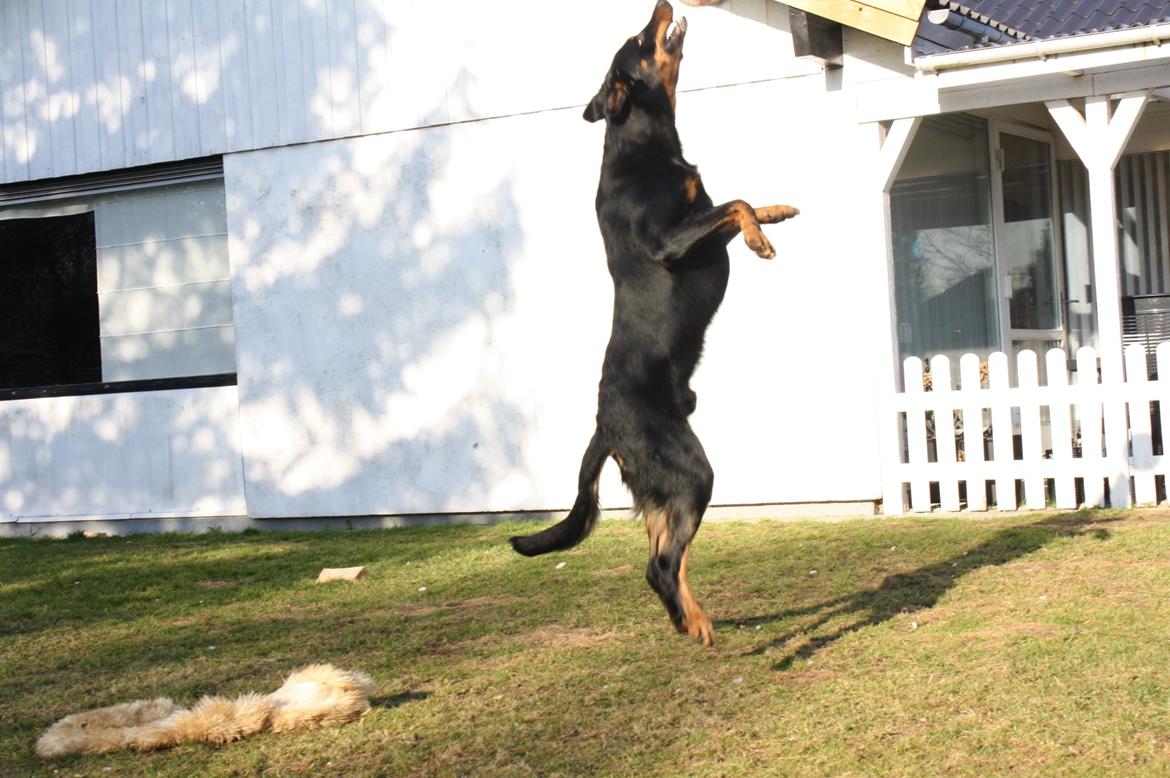 Beauceron Cosmo - 11½ måned ca. billede 9