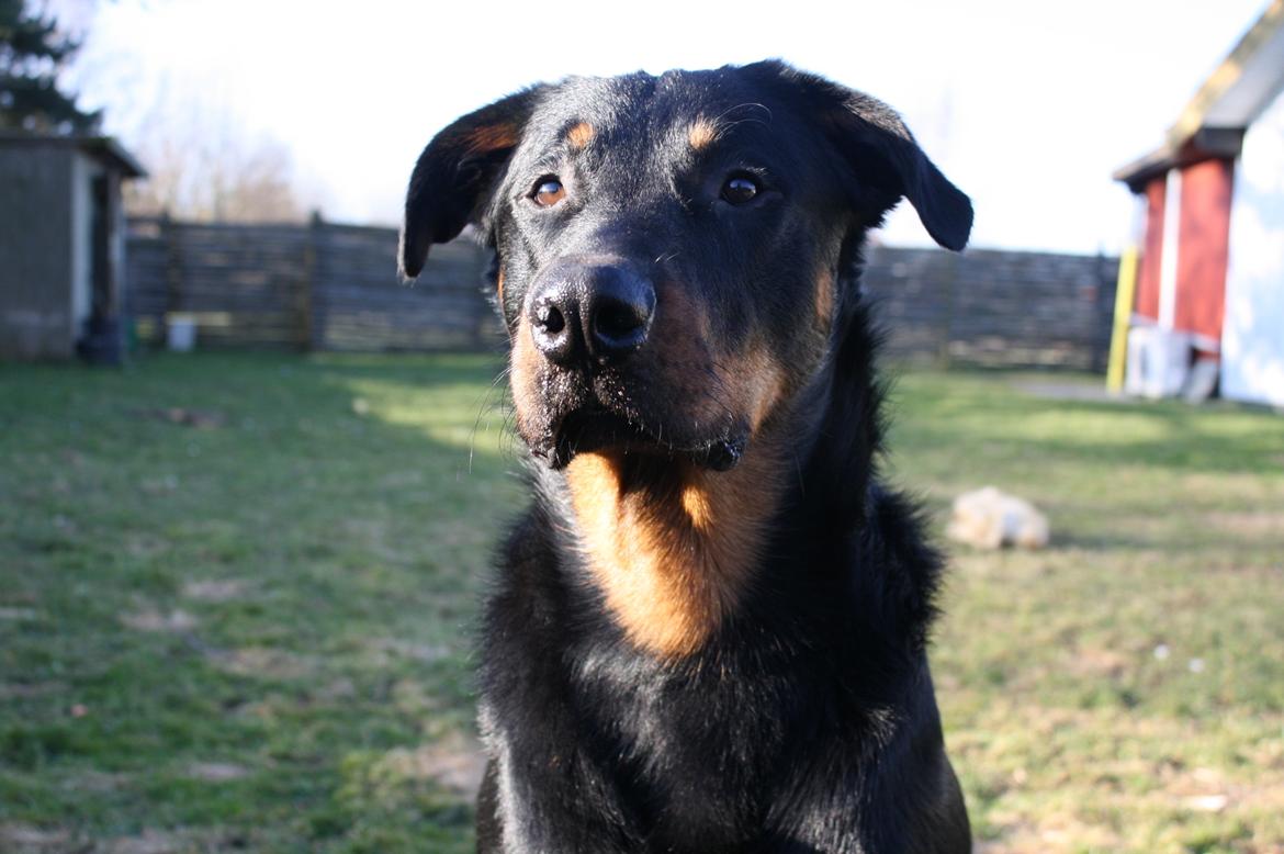 Beauceron Cosmo - 11½ måned ca. billede 10