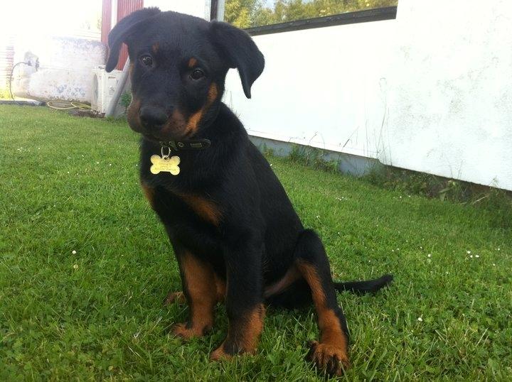 Beauceron Cosmo - 10 uger billede 13