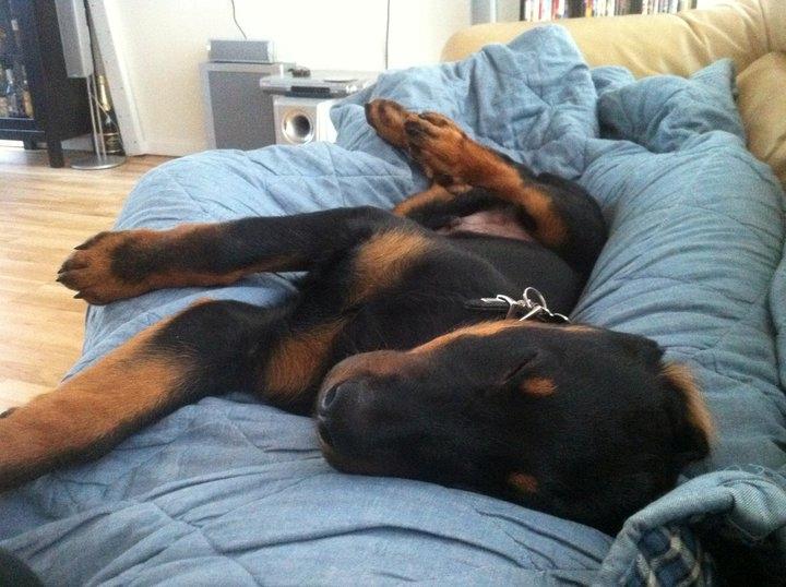 Beauceron Cosmo - 3 mdr billede 12