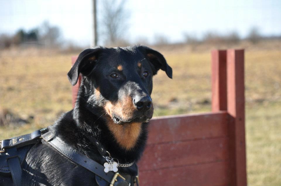 Beauceron Cosmo - 11½ mdr billede 1