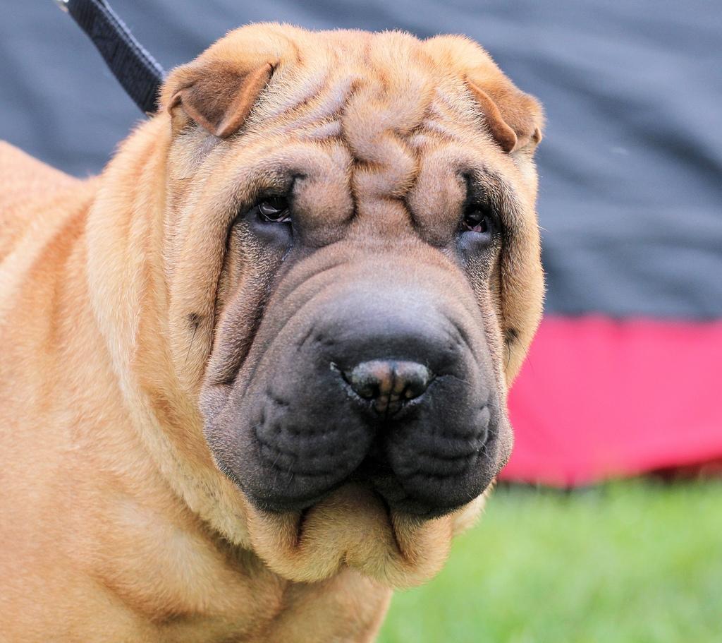 Shar pei Min Nanni ally´s Nemo/ Nemo i daglig tale billede 1