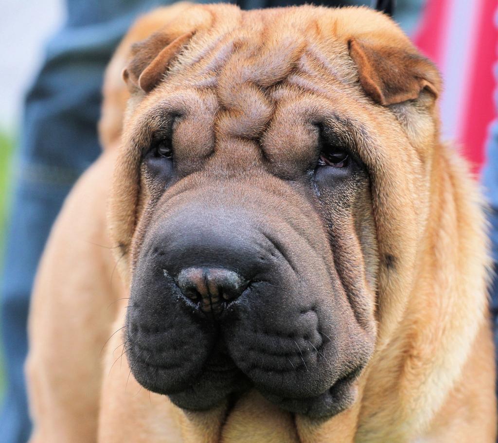 Shar pei Min Nanni ally´s Nemo/ Nemo i daglig tale billede 2