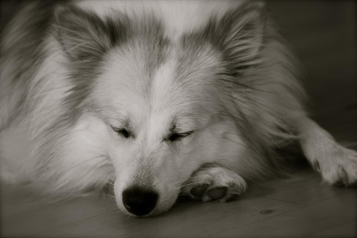 Blanding af racer Nala billede 12