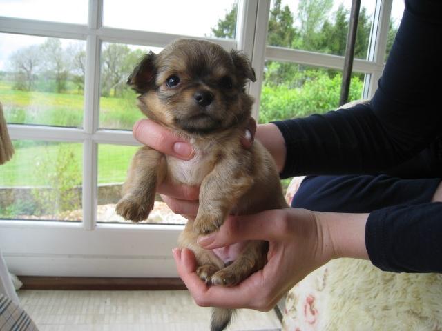 Chihuahua House Of Holtens Delicia (Ronja) - 5 uger billede 8