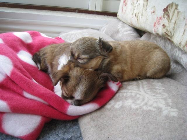 Chihuahua House Of Holtens Delicia (Ronja) - 5 uger billede 9