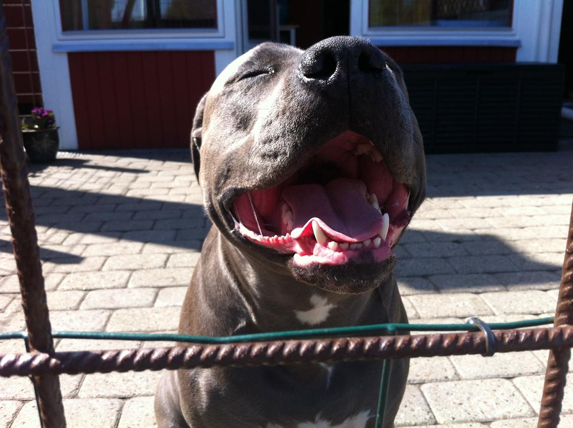 Amerikansk staffordshire terrier Maggie billede 3