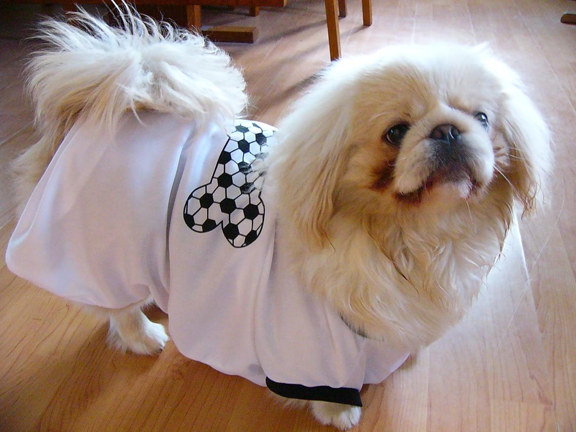 Pekingeser Siko - Danmarks nye fordboldt maskot? :D billede 9
