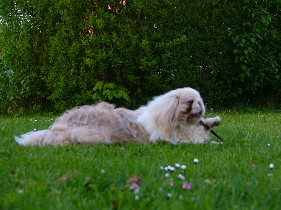 Pekingeser Siko - Hmm elsker pinde billede 10