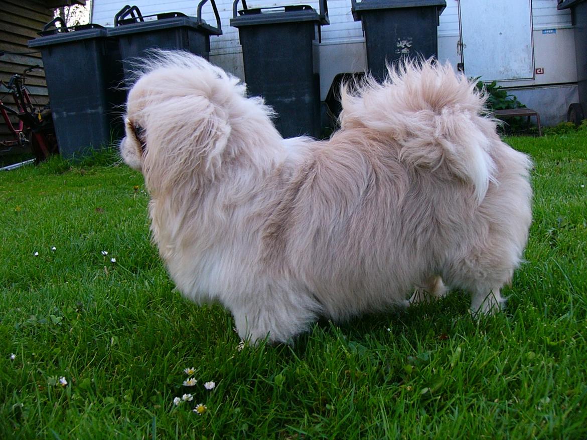 Pekingeser Siko - Min flotte korpsholdning <3 billede 5