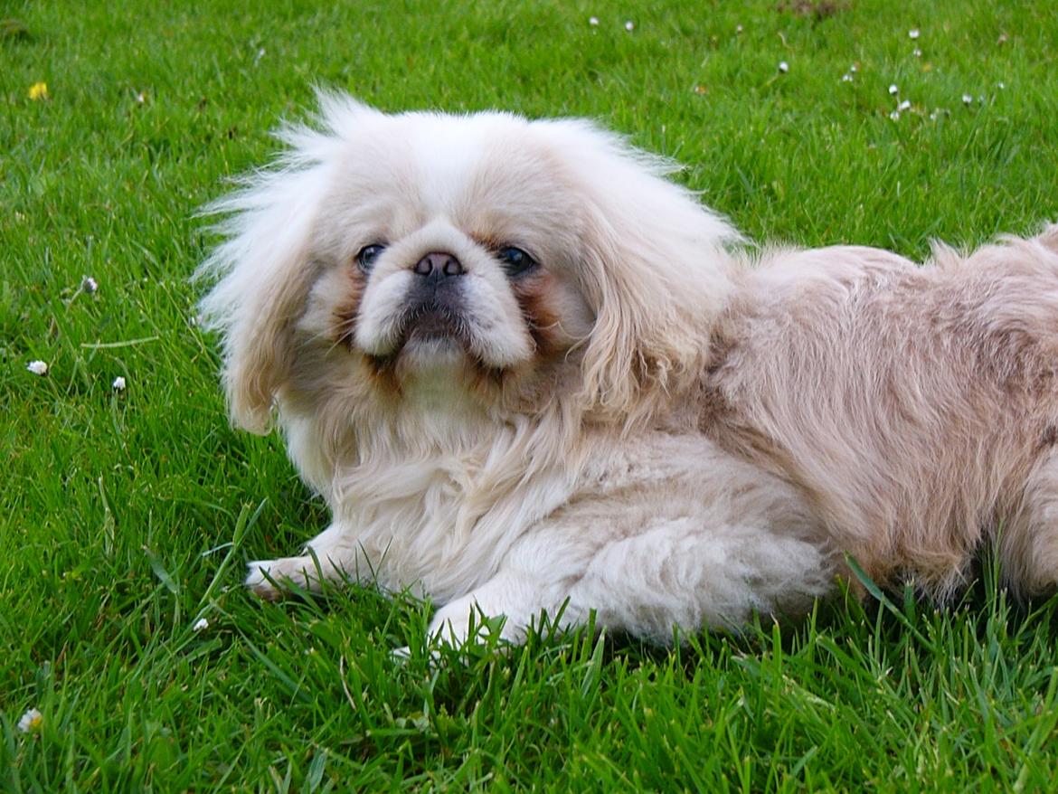 Pekingeser Siko - Uhh hvad sker der nu? billede 11