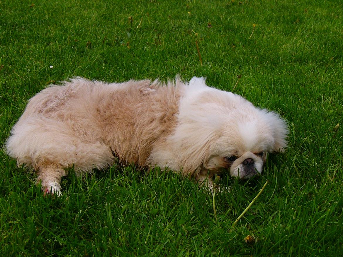 Pekingeser Siko - Lige holde en pause inden vi leger vidre :) billede 3