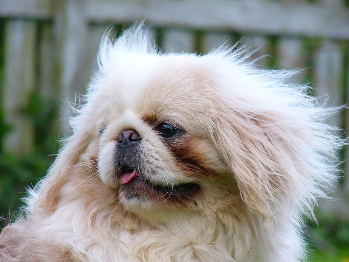 Pekingeser Siko billede 12