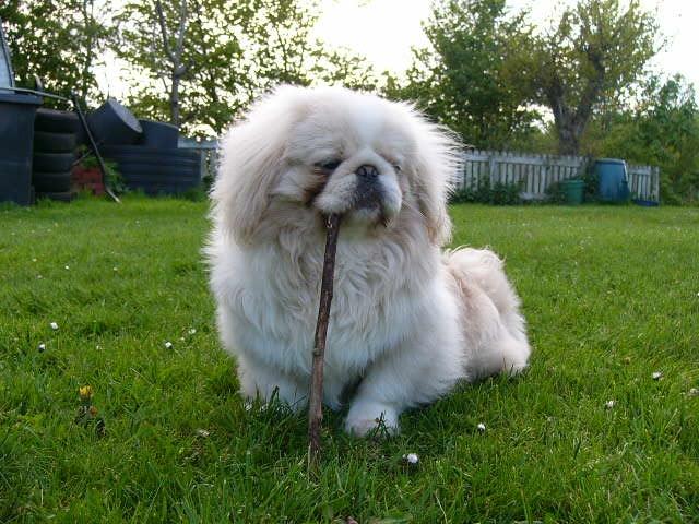 Pekingeser Siko billede 13