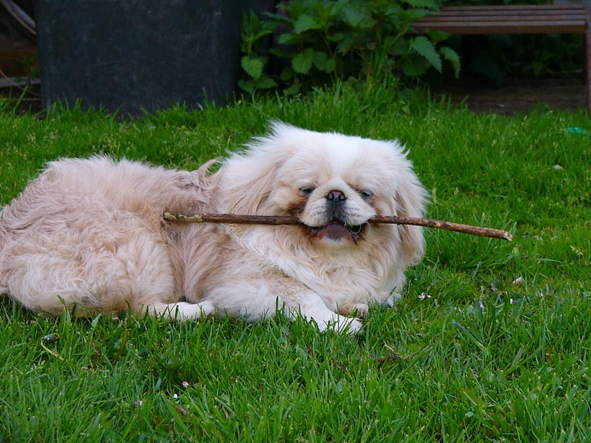 Pekingeser Siko - Hmmm min pind :D billede 6