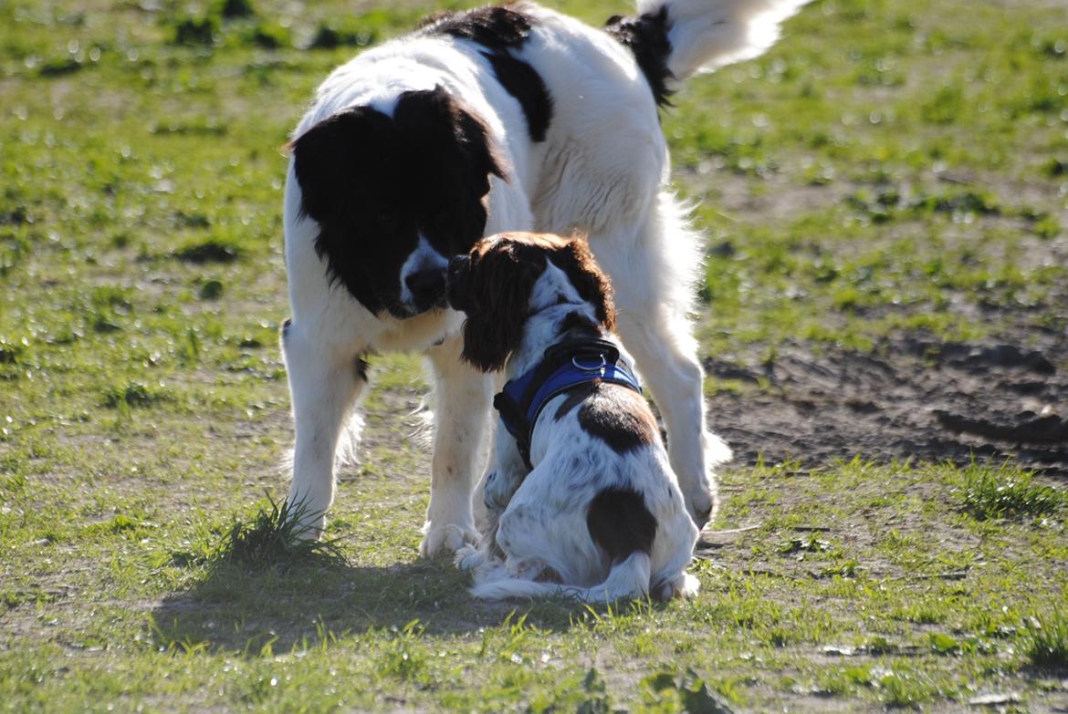 Engelsk springer spaniel Hannibal<3 - Hannibal møder en stor hund! billede 11