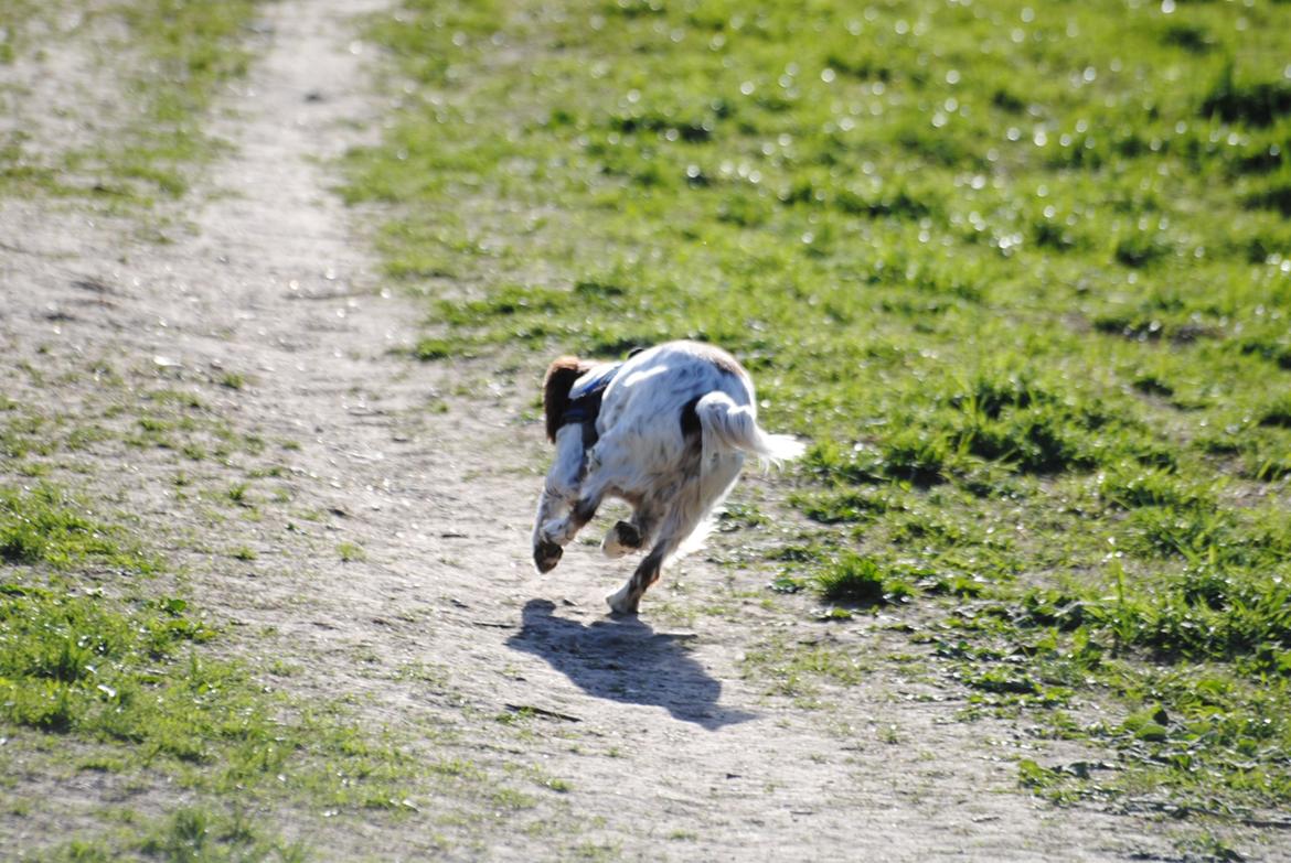 Engelsk springer spaniel Hannibal<3 - Tak fordi du så med - Vi ses:-D billede 20