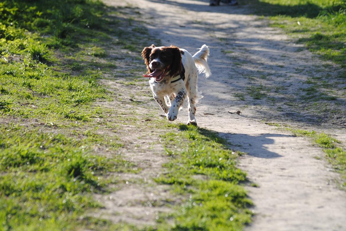 Engelsk springer spaniel Hannibal<3 - Jeg kommer nu! billede 4