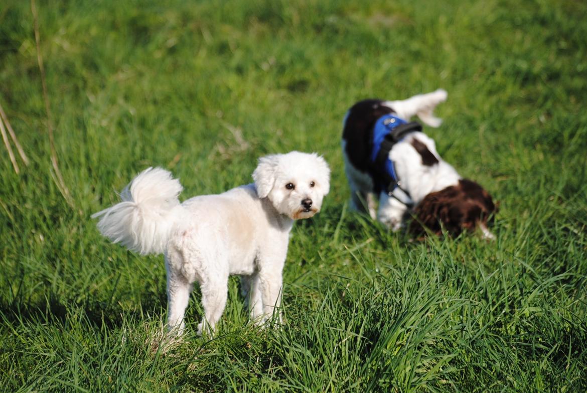 Engelsk springer spaniel Hannibal<3 - Hannibal & hans bedste ven Anton<3 billede 14