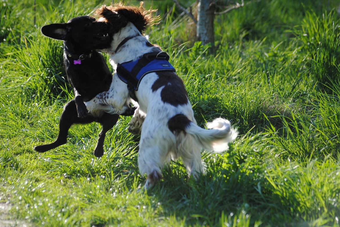 Engelsk springer spaniel Hannibal<3 - Hannibal når han leger! billede 16