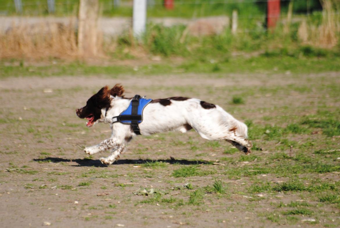 Engelsk springer spaniel Hannibal<3 billede 19
