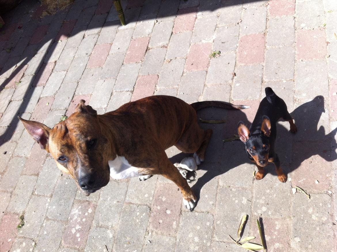 Dvaergpinscher Loui Banudchi - Loui og Kean i haven :)  billede 14
