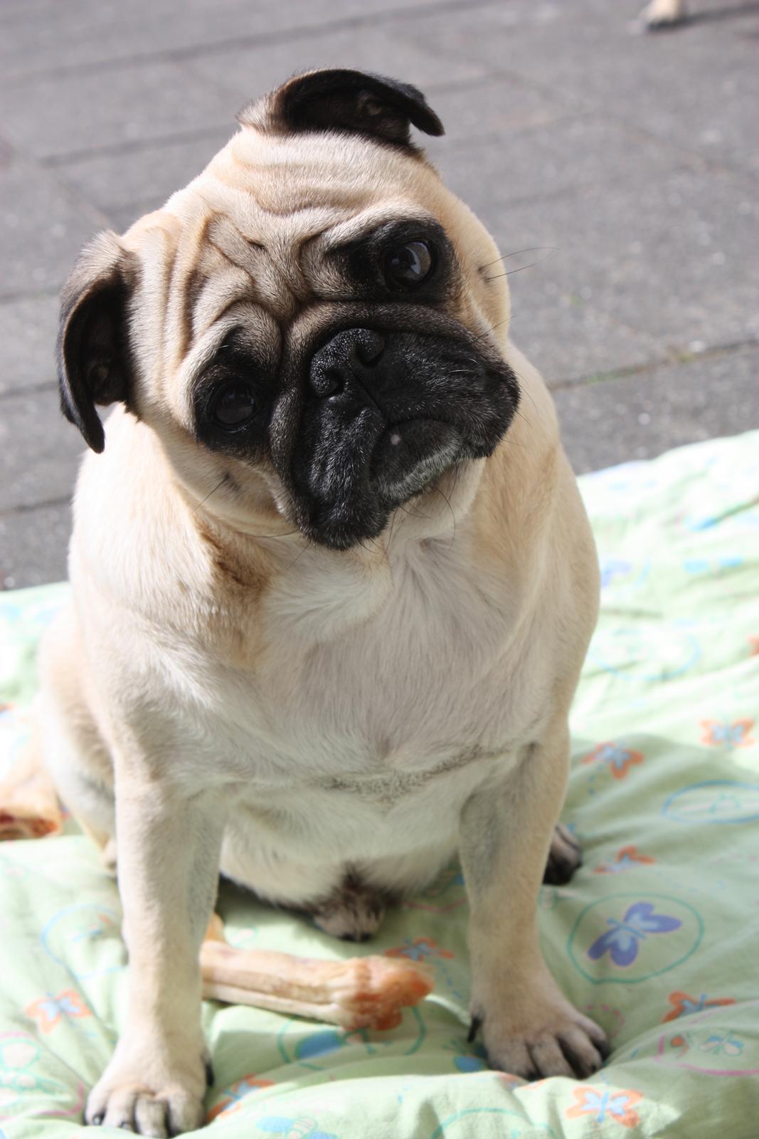 Mops Cosmo - HEJ !
Taget den 13.maj 2012 billede 9