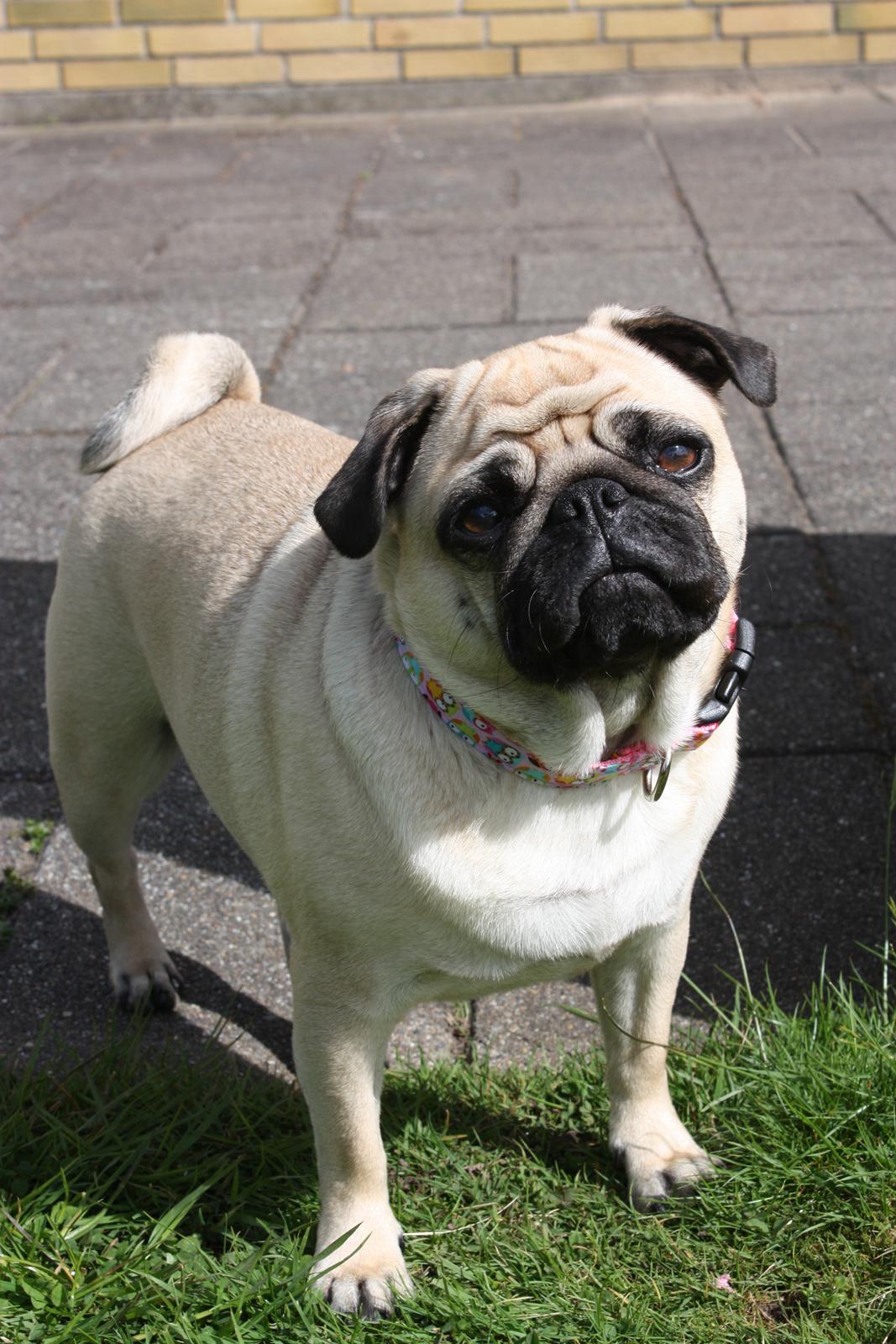 Mops Agnes (Den smukkeste stjerne på hundehimlen) - HEJ ! 
taget den 13.maj 2012 billede 7