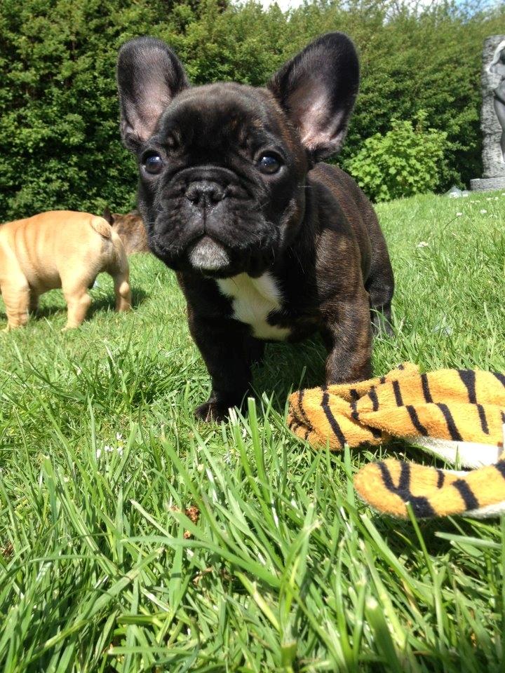 Fransk bulldog Balder billede 13