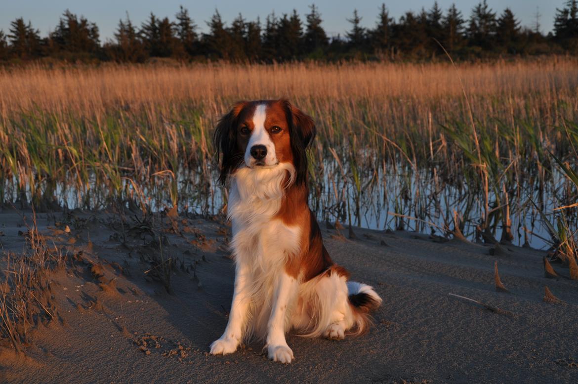 Kooikerhondje Tagas Max - 14/5-12 billede 18