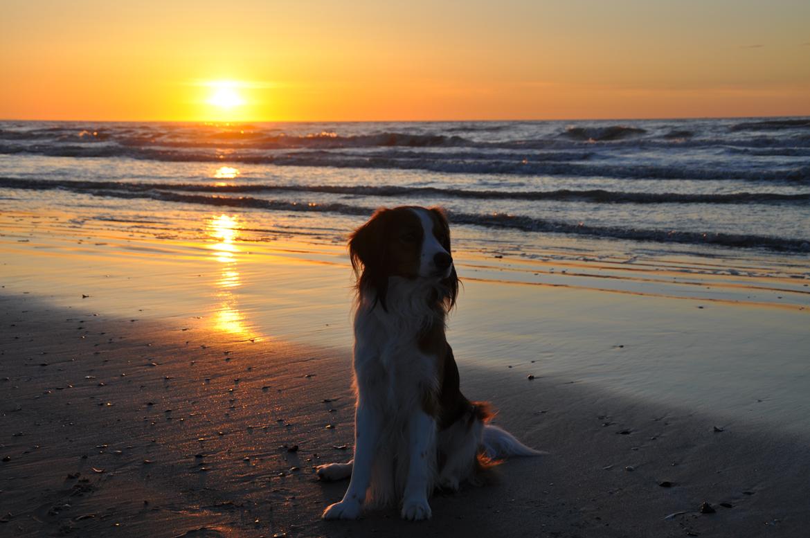 Kooikerhondje Tagas Max - 14/5-12 billede 19