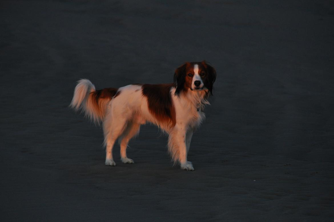 Kooikerhondje Tagas Max - 14/5-12 billede 20