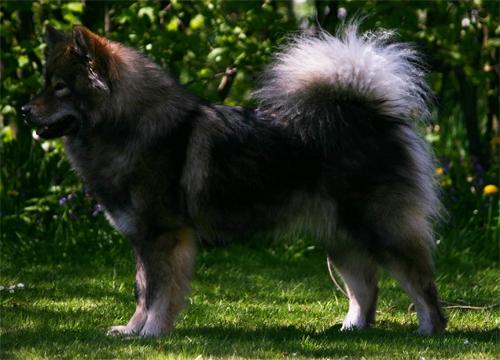 Eurasier Skovagergaards Dorthea - Det er mig, der er Namie - velkommen til min profil! billede 1