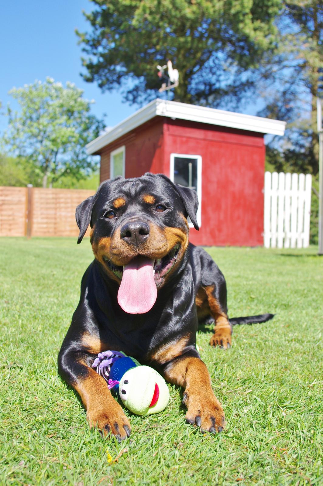 Rottweiler Vom Hause Wenorra Fadia - 15 Maj 2012
 billede 26