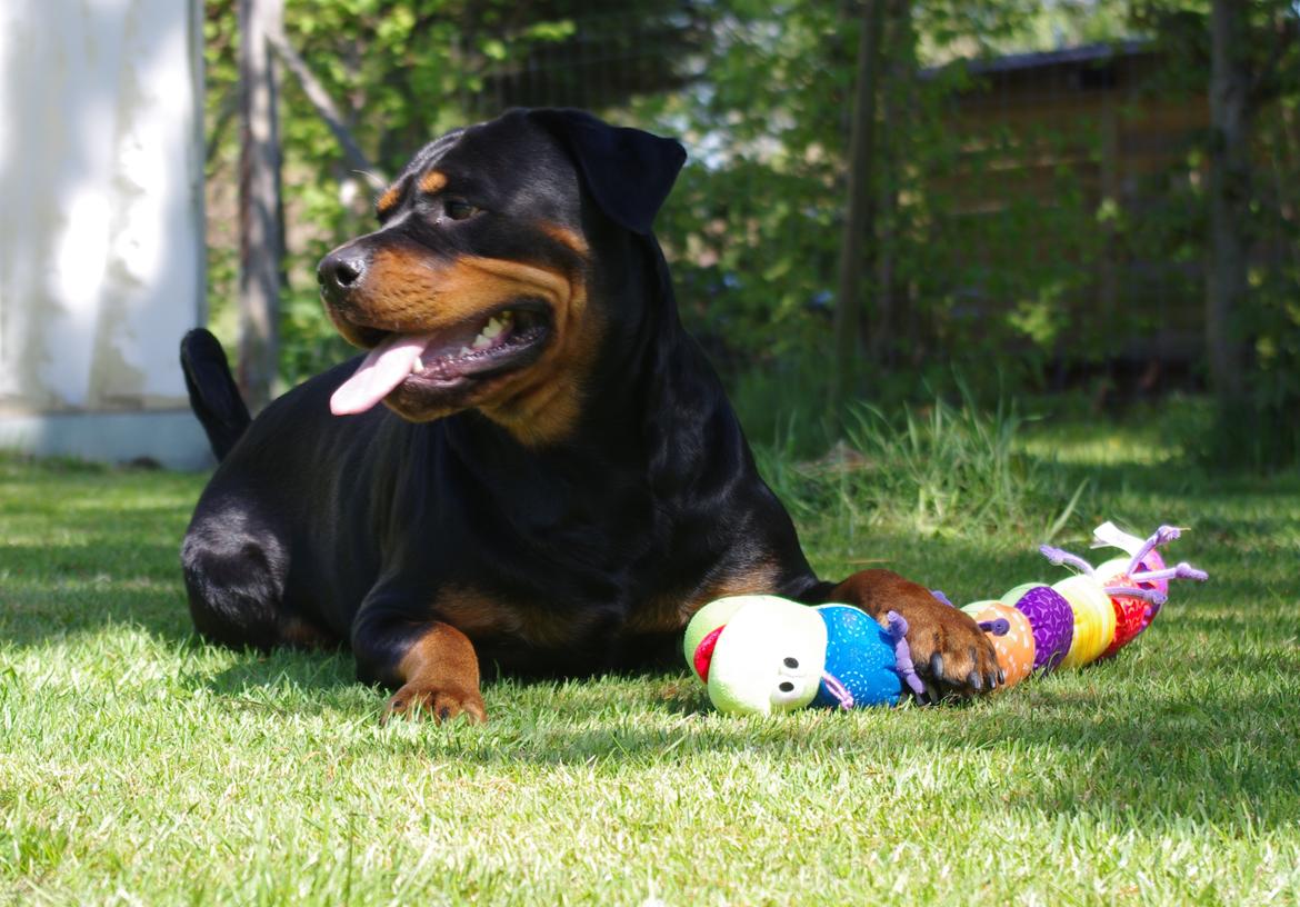 Rottweiler Vom Hause Wenorra Fadia - 15. Maj 2012 billede 27