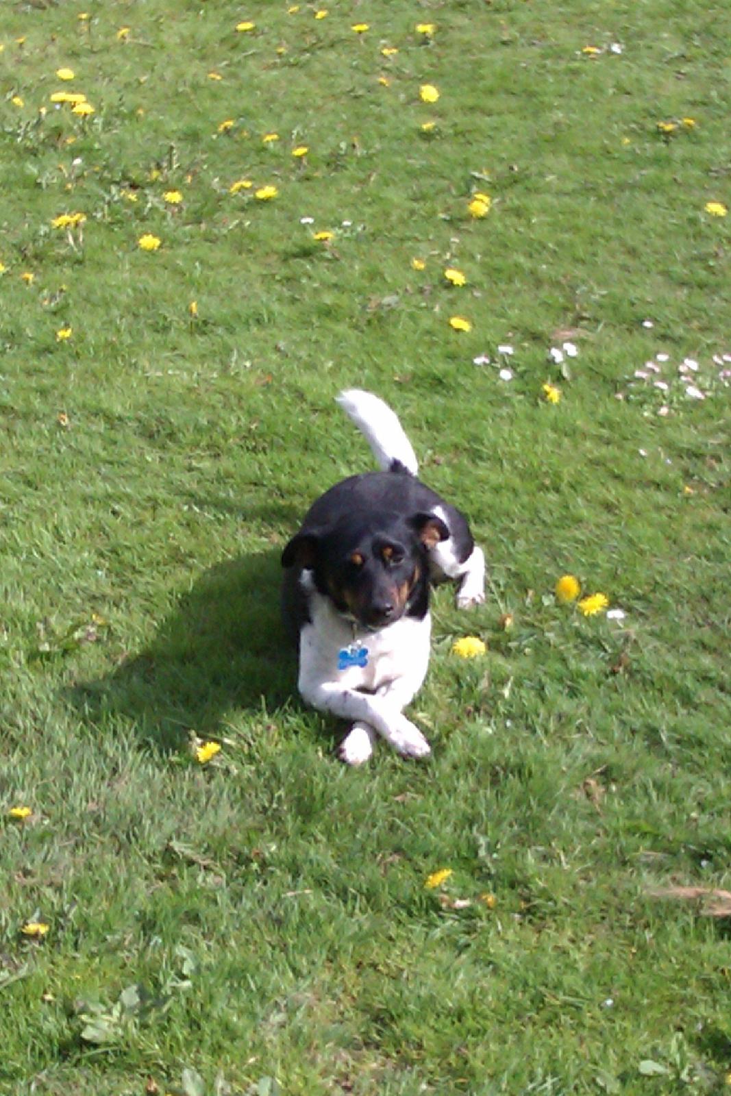 Dansk svensk gaardhund Pælle you and me 4 ever - Her er søde Lille Pælle billede 1