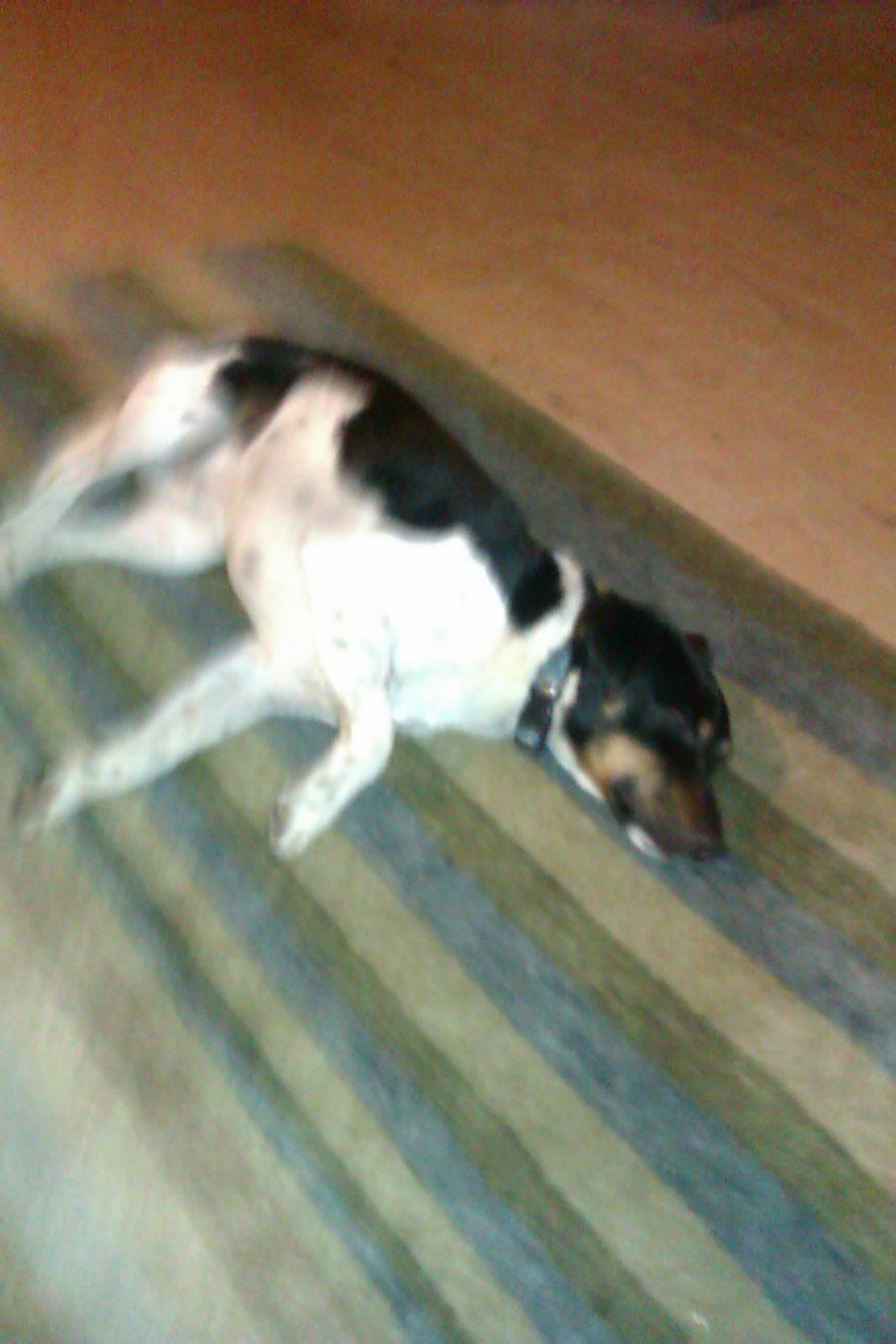 Dansk svensk gaardhund Pælle you and me 4 ever - Her er han Den eneste ene billede 3