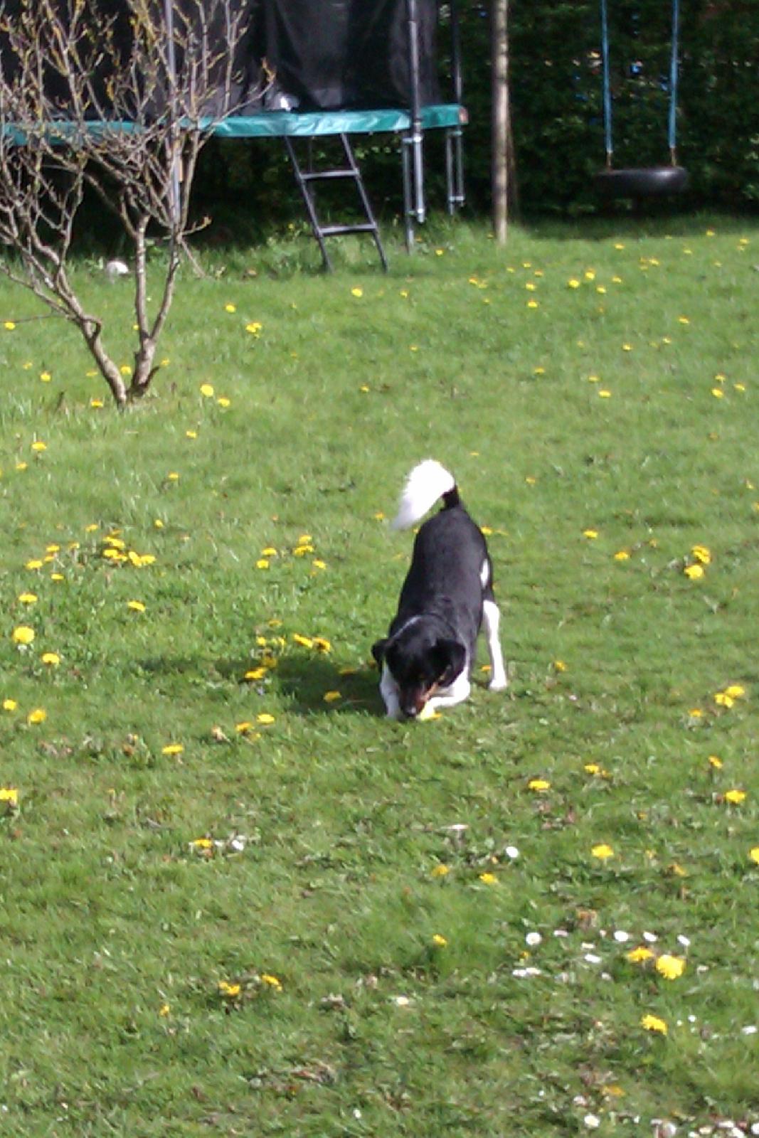 Dansk svensk gaardhund Pælle you and me 4 ever - Lille lege-syge Pølle billede 4