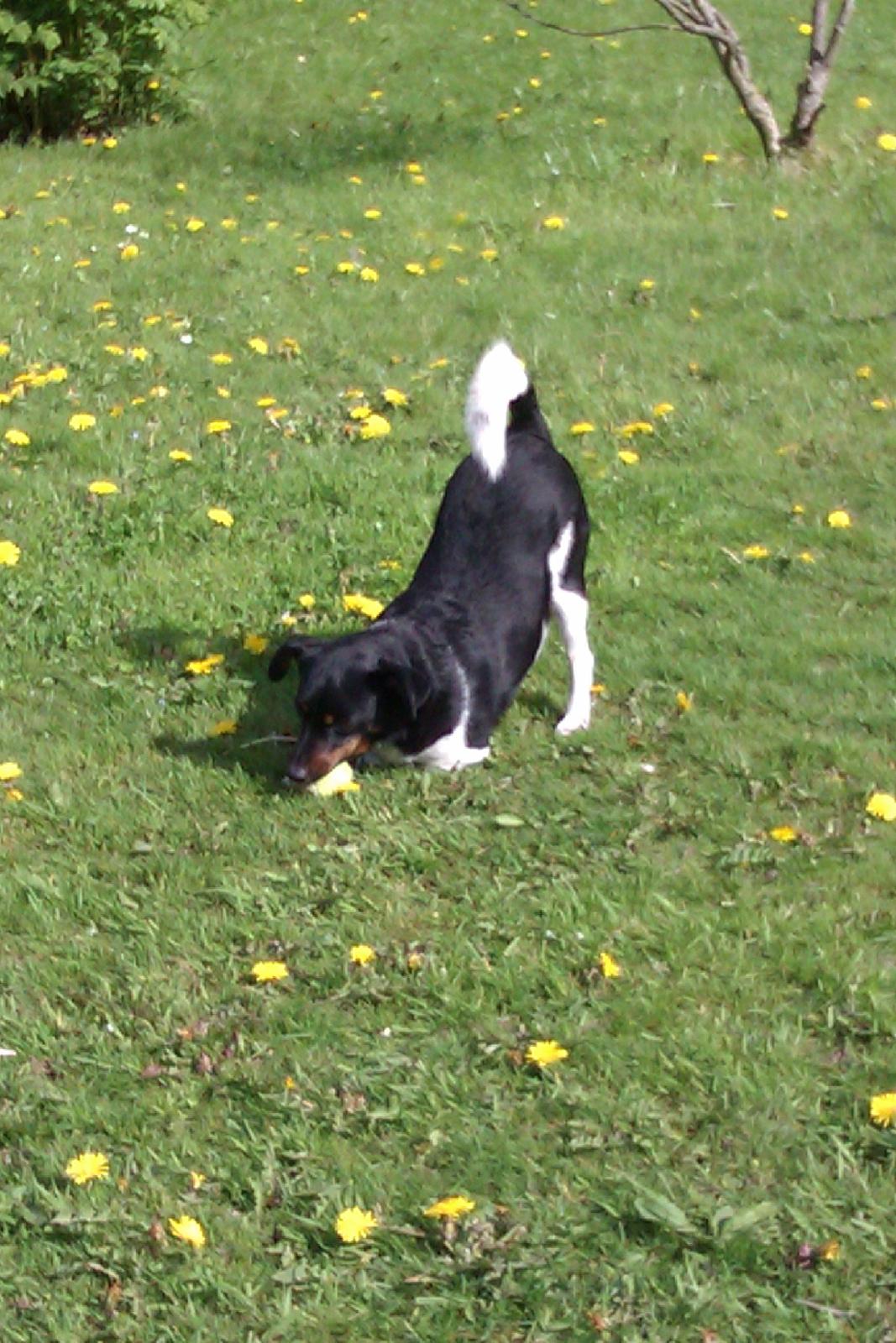 Dansk svensk gaardhund Pælle you and me 4 ever - Pælle i haven billede 5