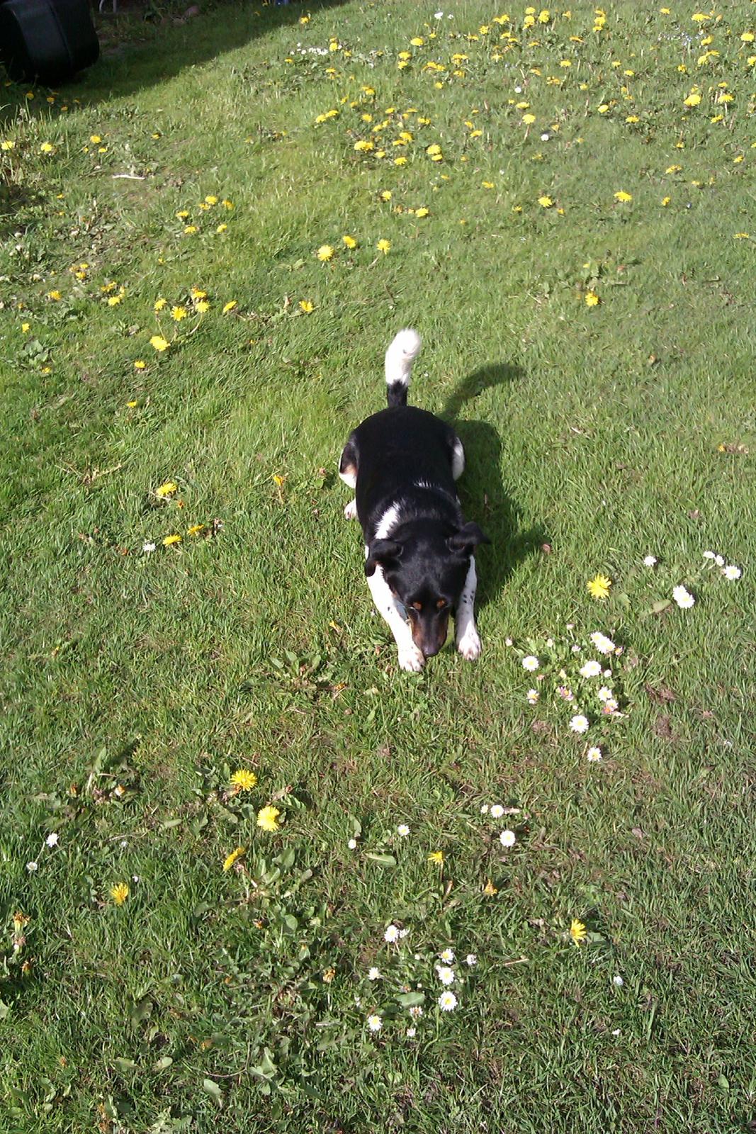 Dansk svensk gaardhund Pælle you and me 4 ever - Pælle i haven billede 6