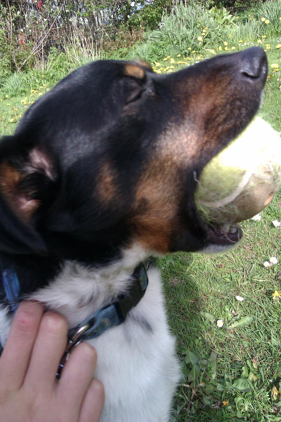 Dansk svensk gaardhund Pælle you and me 4 ever - Pælle med bold i munden billede 7